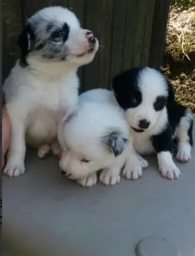 Ninhada de Border Collie com três fêmeas estão com 57 dias vacinadas e com pedigree
