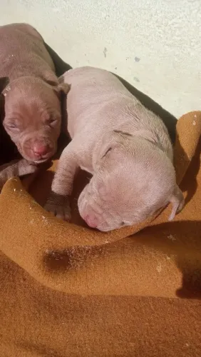 American Pitbull terrier