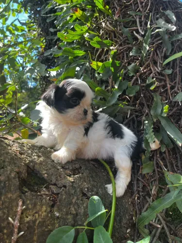 Shihtzu macho na oferta 900