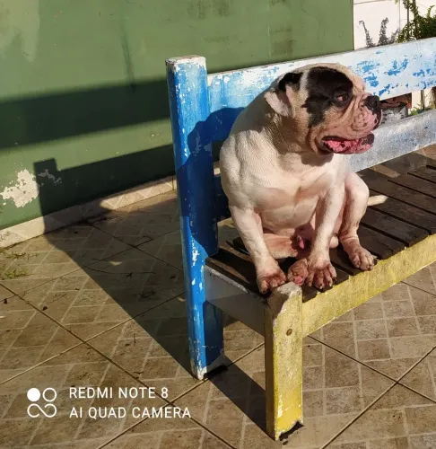 Cobertura olde english Bulldog 