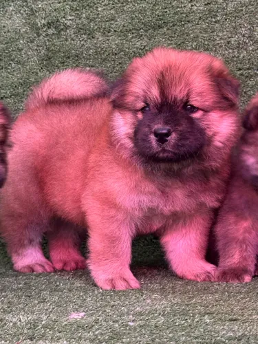 Chow chow