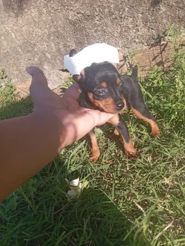 Pinscher fêmea 2 mês de vida N0 com n1