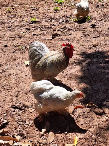 Casal mini cochim lavanda