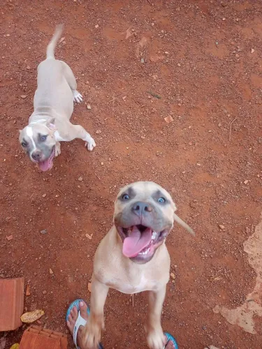 Filho de Pit Bull American Bull