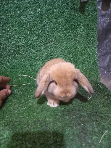 Coelho mini lop