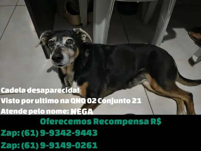 PROCURA SE CADELA IDOSA
