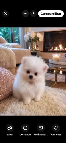 Spitz alemão fêmea baby face micro!