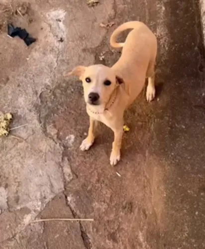 Doa-se essa cachorrinha