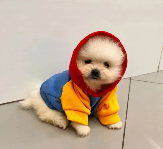 Lulu da Pomerania macho ou fêmea parcelamos até 18