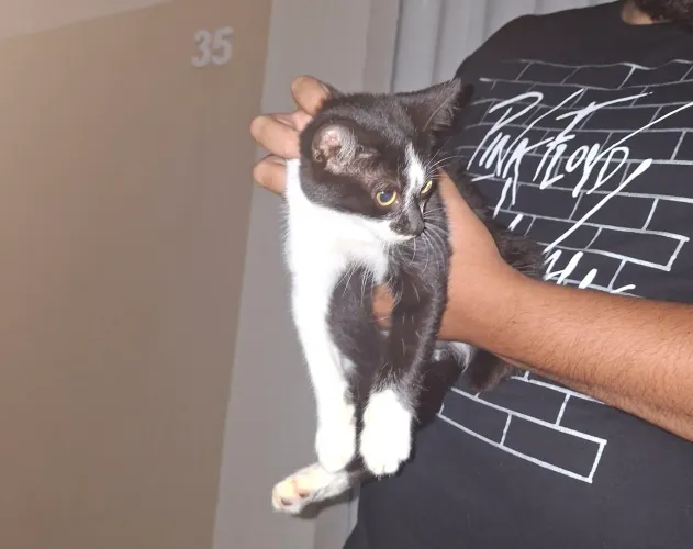 Gatinha para adoção consciente