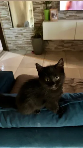 Gatinho para adoção 