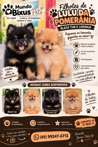 Lulu da Pomerania fêmea