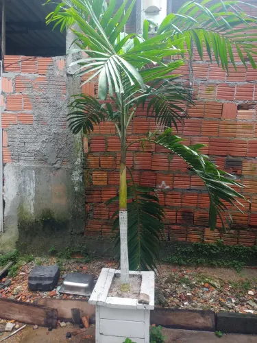 Palmeira imperial