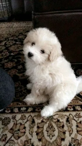 Filhotes de Poodle - Criados com Carinho e Prontos para um Novo Lar