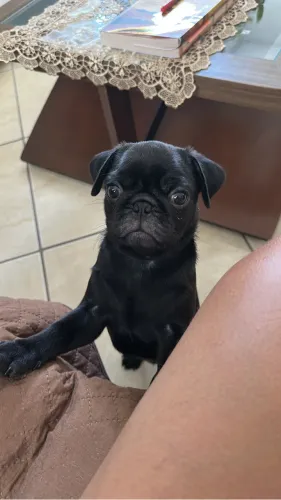 Vende-se filhote de pug