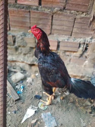Vendo Galos de raça