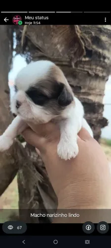 Macho Shitzu nariz curtinho