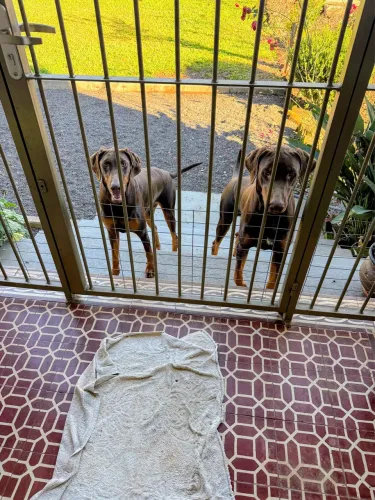 Vendo cães