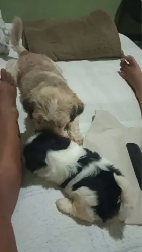 Filhote de cachorro shitzu raça pura