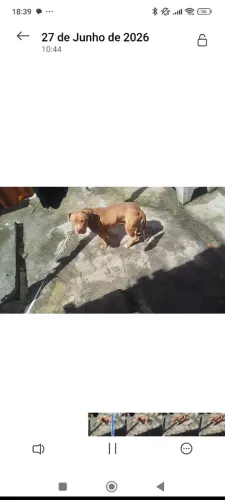 Pit mostre tem 1 ano novo 