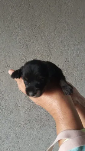 Cachorro Pincher