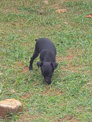 Vendo pinsher zero