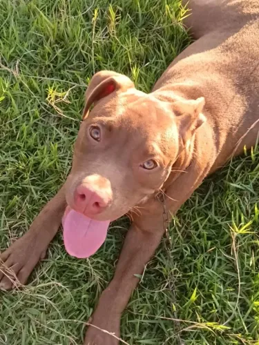 Vendo Pitbull 