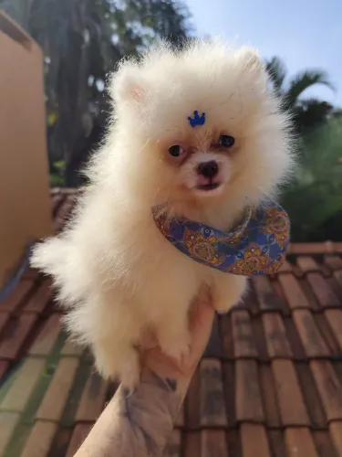Lulu da Pomerânia 