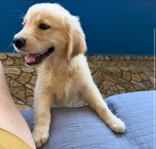 Vendo Golden Retrevier 2 meses