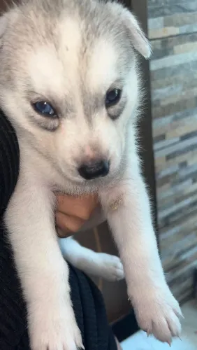 Rusk siberiano
