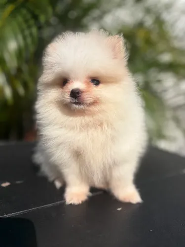 Spitz alemão MACHO