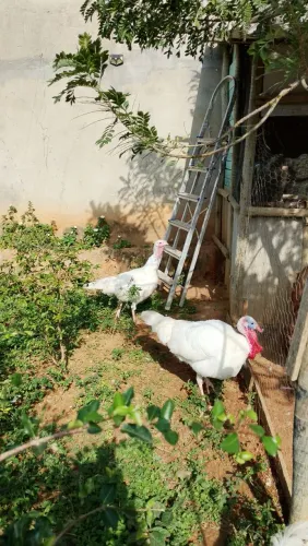 Casal de peru branco