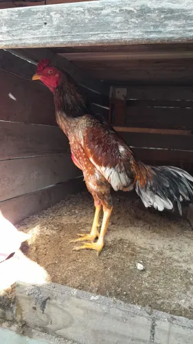 Vendo galo inglês puro