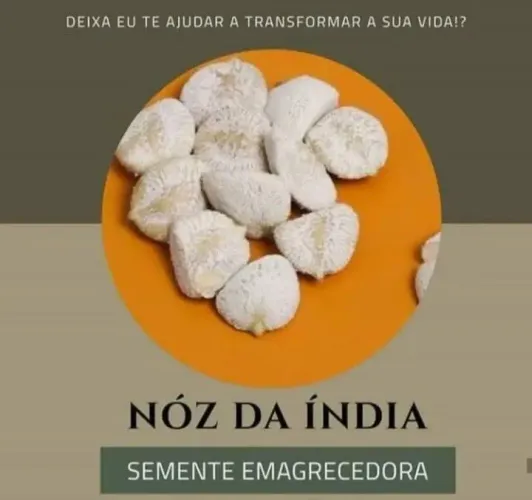 Nozes da índia 12 sementes 