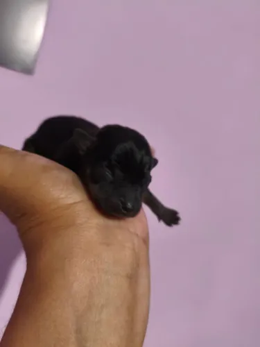 Vende esse lindo filhote de pinscher