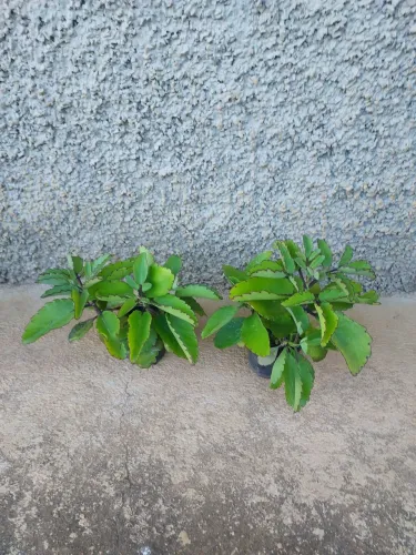 Mudas de saião, cada.