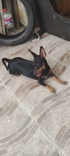 Pinscher 