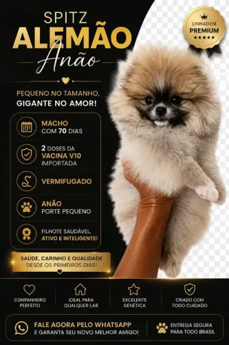 Lulu palmerania anão 