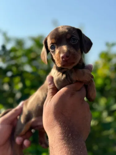 Daschund chocolate