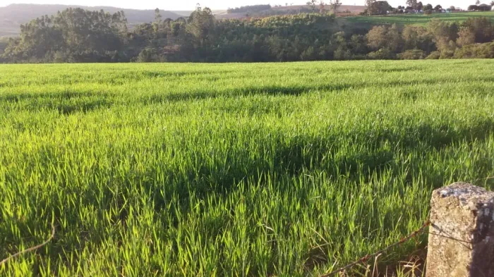 Fazenda 46 Alqueires, Rica em Água com Rio, 22 Alqueires em Plantio, 10 Alqueires em Eucal