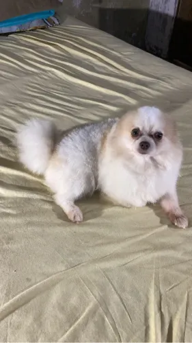 Spitz alemão anao procura namorada 