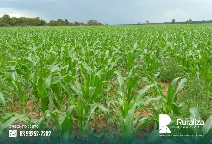Região de Paraíso - TO 400,00 hectares em lavoura, em atividades agropecuárias