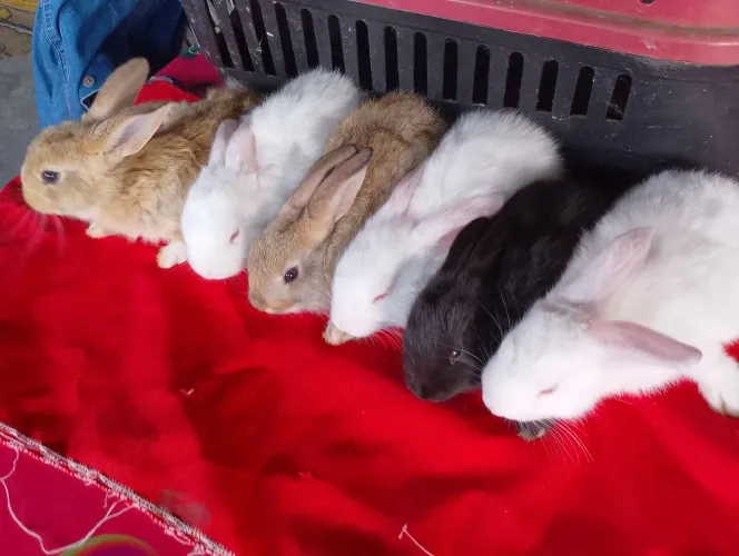 Coelhinhos lindos