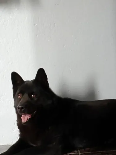 Doa-se cachorra 