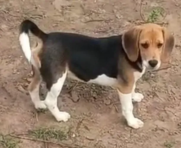 Filhote beagle 