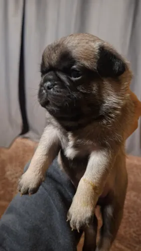 Pug Macho Filhote