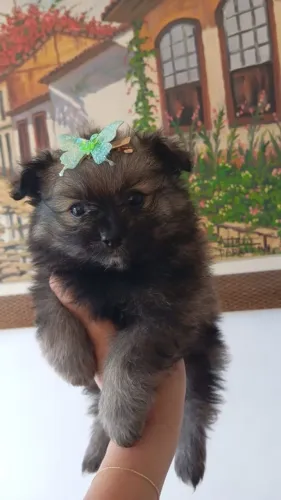Belíssimos filhotes de spitz alemão anão