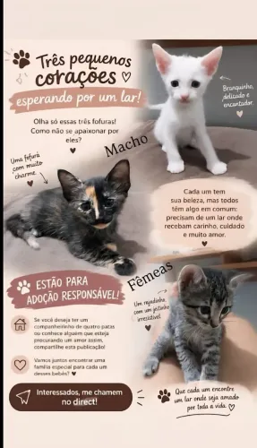 Gatinhos para doação