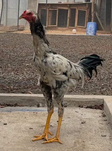 Frango Índio Gigante