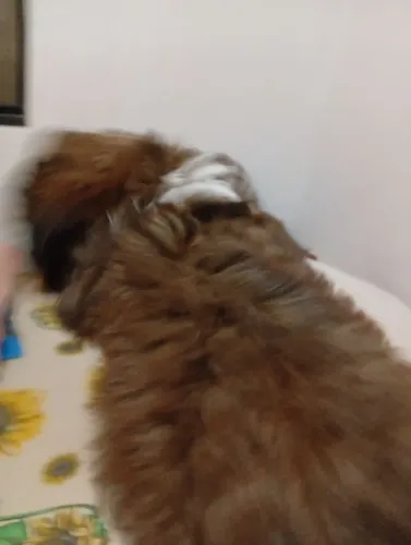 Vendo filhote de shitzu não faço menos